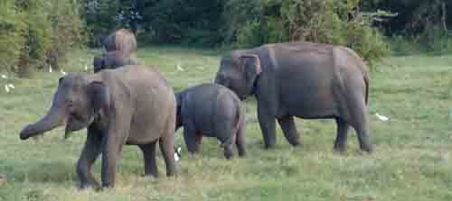 srilanka-elephant-family